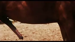 স্বর্ণকেশী এবং কালো  ...